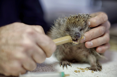「ハリネズミ病院」の先生は今日も大忙し イタリア
