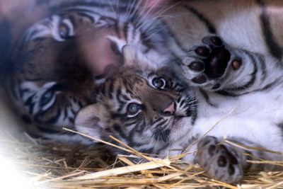 サンティアゴ動物園のトラの赤ちゃん、すくすく成長中