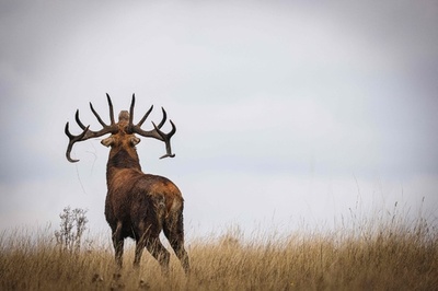 【今日の1枚】秋の雄たけび、威嚇と求愛 英ロンドン
