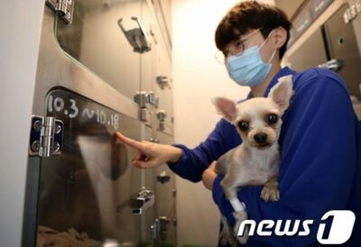 韓国で「救助」されたペット、4割以上が死ぬという悲劇