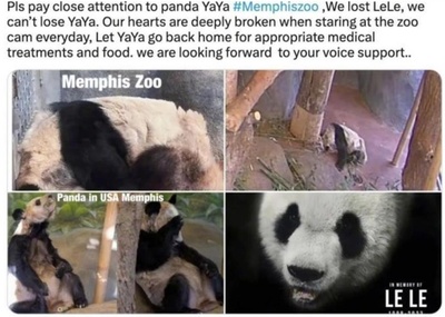 米動物園の衰弱パンダ「ヤーヤー」 帰国にまた一歩近づいた