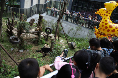 四川の「パンダ基地」、2時間待ちで観覧5分 中国の大型連休中