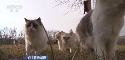40匹以上の猫が「穀倉警備員」として勤務 中国東北部の米穀企業