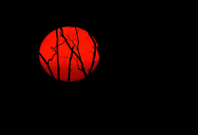 【今日の1枚】焼け野原に沈む夕日 アマゾン森林火災