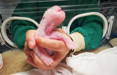 世界一重いパンダの赤ちゃんが誕生 中国・四川の保護研究センター