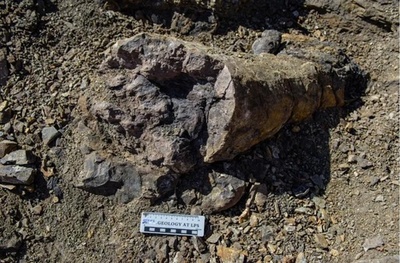 新疆で2億5000万年以上前の古生物の「避難所」発見