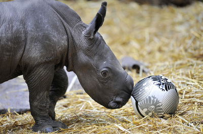 育児放棄されたサイの赤ちゃん、ボール遊びに挑戦 ドイツ