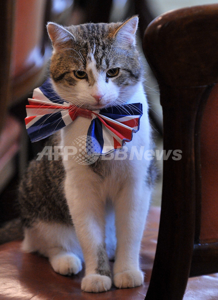 英首相官邸のネコ「ラリー」、ネズミ捕りの任務を放棄？
