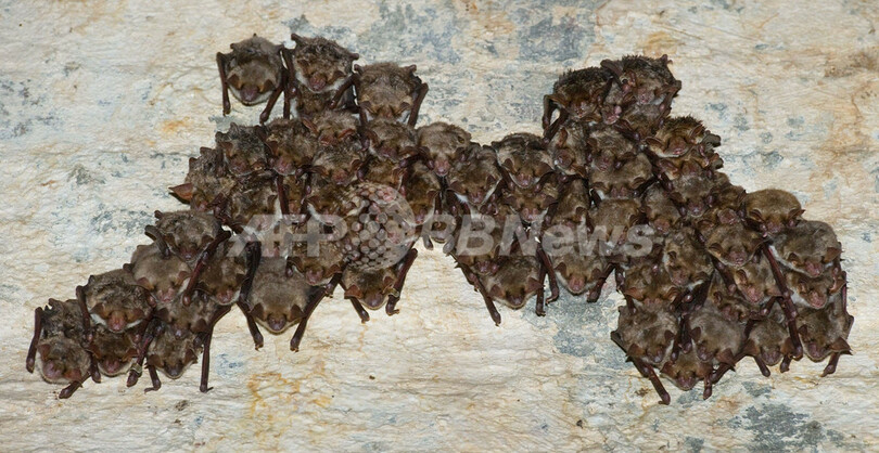 可愛い 怖い 越冬コウモリが1800匹 ドイツ 写真7枚 国際ニュース Afpbb News