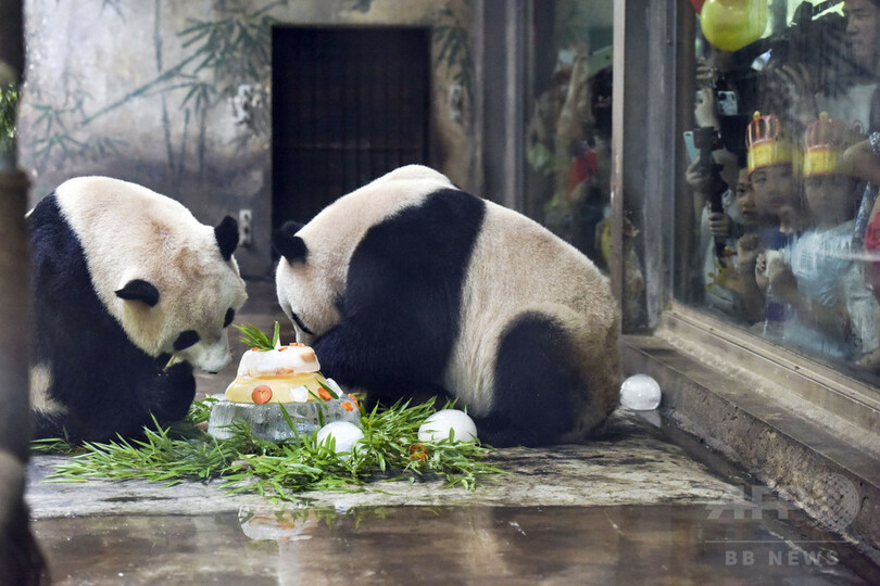 パンダ3歳のお誕生日会　杭州動物園