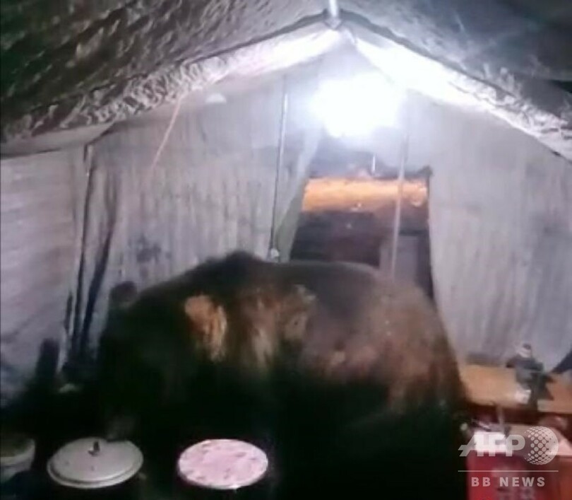 テントにヒグマ出没! 炊きたてご飯が入った圧力鍋を持ち帰る 新疆