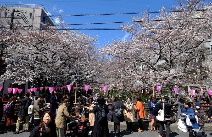 都内の桜が満開に