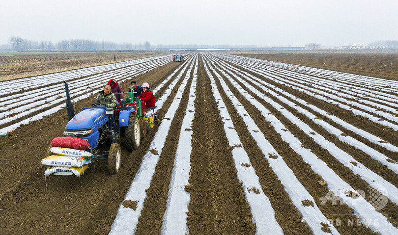 ザクロとジャガイモのリレー栽培 江蘇で春季の耕作始まる
