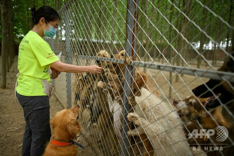 中国の犬肉祭り、今年も開催 コロナ影響で打撃受けるも