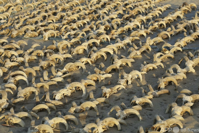 羊の頭のミイラ2000個発見 ラムセス2世への供物 エジプト