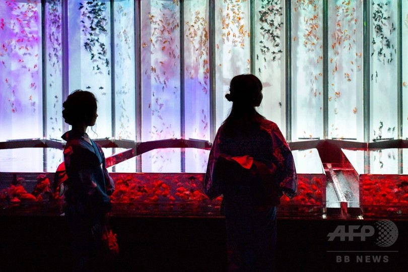 金魚がつくる幻想的な 涼 日本橋 アートアクアリウム 写真12枚 国際ニュース Afpbb News 金魚がつくる幻想的な 涼 日本橋 アートアクアリウム 写真12枚 国際ニュース Afpbb News