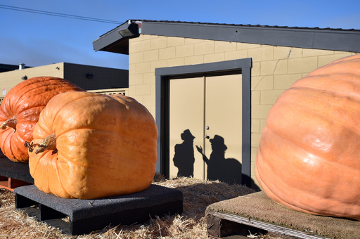 893キロの巨大カボチャ、世界選手権で優勝 米カリフォルニア 写真19枚