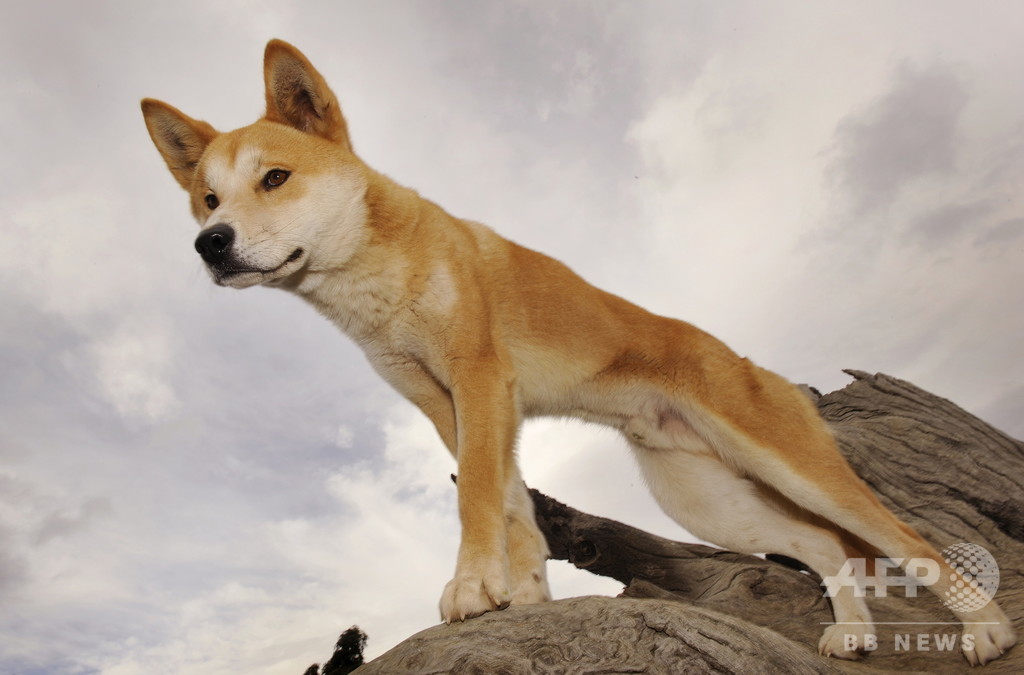 ディンゴは犬ではなく独自の種 豪研究者らが保全策の見直し求める 写真1枚 国際ニュース Afpbb News