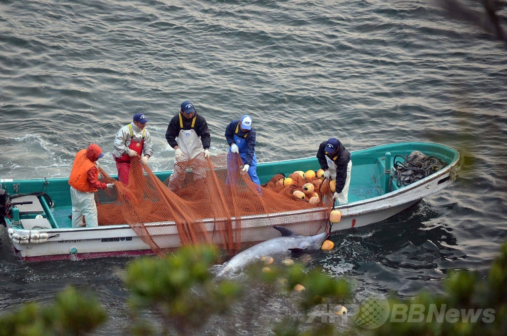 イルカの追い込み漁「湾内に血の帯」と反捕鯨団体 写真8枚 国際ニュース：afpbb News