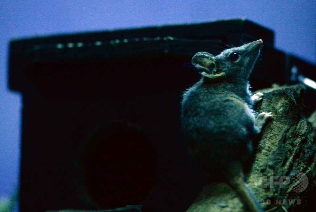 「醜い」動物の研究、人気のなさに警鐘 オーストラリア 「醜い」動物の研究、人気のなさに警鐘 オーストラリア
