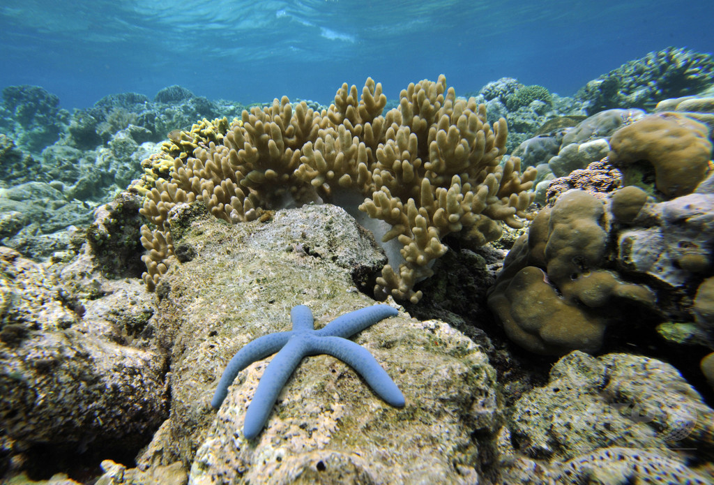 海洋生物多様性、温暖化2度未満でも劇的変化か 研究 海洋生物多様性、温暖化2度未満でも劇的変化か 研究