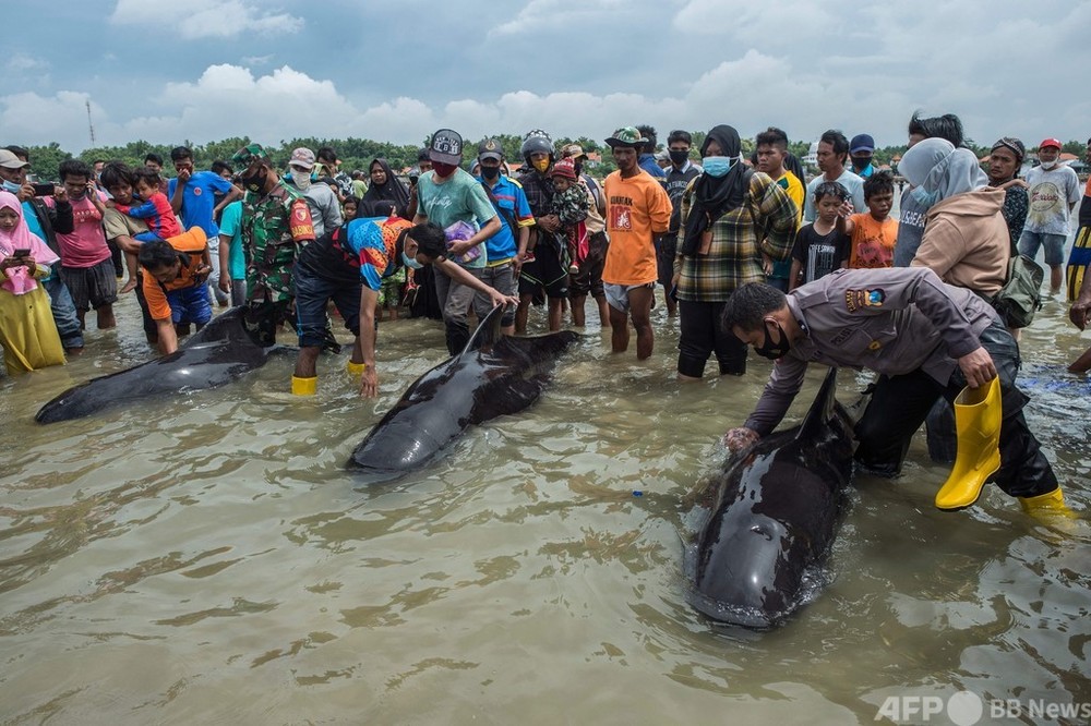 インドネシアの浜辺にクジラ多数漂着 3頭救出、46頭死ぬ