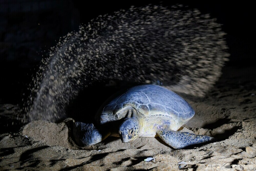 アオウミガメが産卵にやってきた 伝説のアオウミガメ「ジェーン」7年ぶりに屋久島で産卵(MBC
