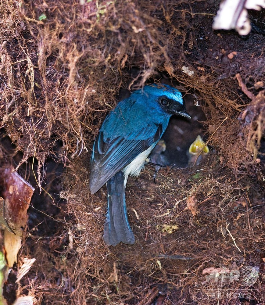 熱帯の鳴鳥 繁殖減らして干ばつ生き抜く 研究 写真1枚 国際ニュース Afpbb News