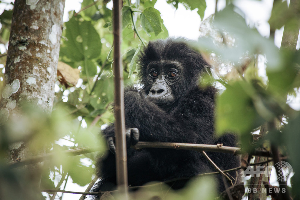 国立公園と地元有力者らが対立、近絶滅種ゴリラの新たな脅威に コンゴ