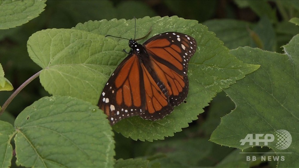 国際ニュース：AFPBB News動画：「渡り蝶」のオオカバマダラ、4000キロ移動し越冬