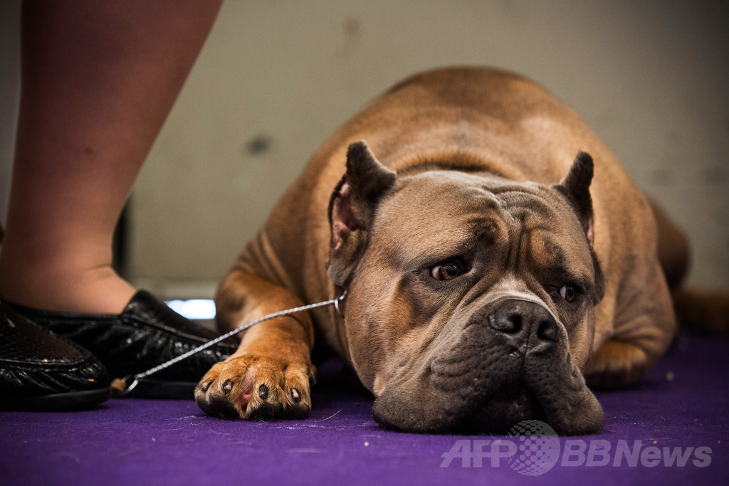 【特集】「美犬」大集合、米ドッグショー写真集