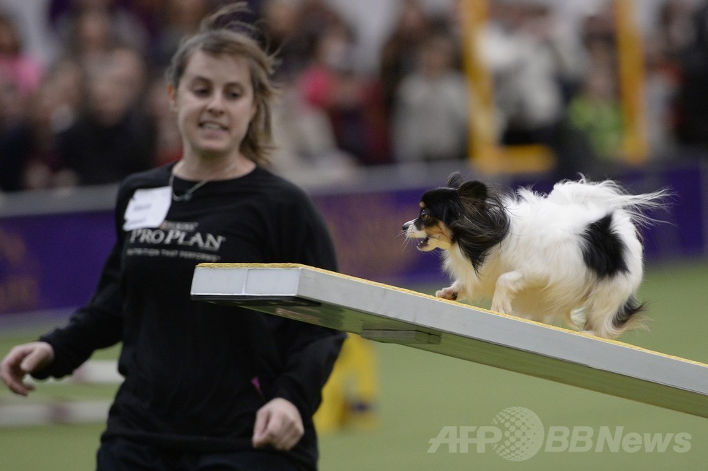 犬の機敏さ競う「アジリティ」選手権、NYで開催