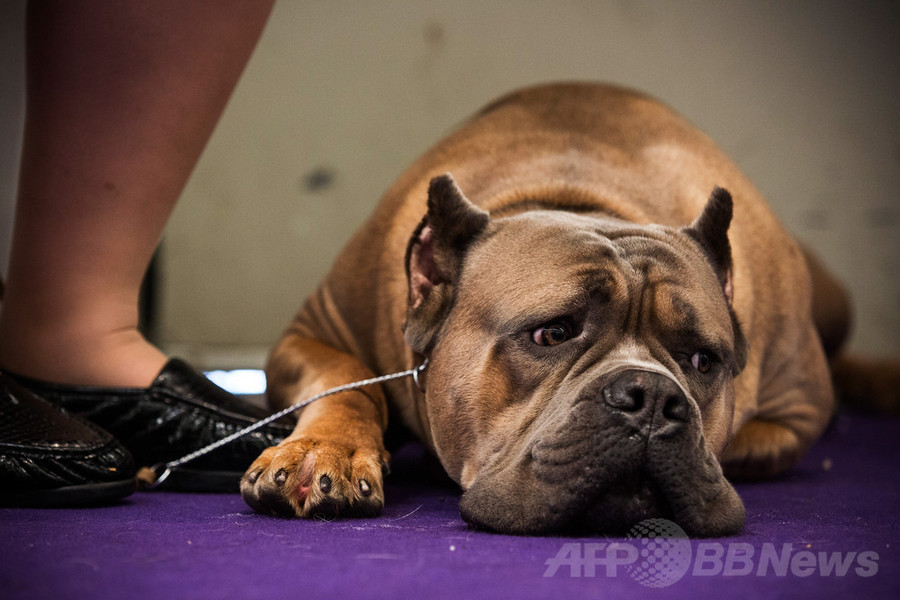 【特集】「美犬」大集合、米ドッグショー写真集