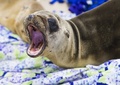 米カリフォルニア州ラグナビーチに漂着し、太平洋海洋哺乳類センターに保護されたアシカ（2015年3月30日撮影）。(c)AFP/ROBYN BECK