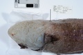 オーストラリア東部沖の深海から採取された「顔のない魚」。豪ミュージアム・ビクトリア提供（撮影日不明、2017年5月31日提供）。(c)AFP/MUSEUMS VICTORIA/JOHN POGONOSKI