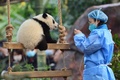中国・四川省の成都ジャイアントパンダ繁殖研究基地で、写真撮影に臨むパンダの赤ちゃん（2022年12月29日撮影）。(c)AFP