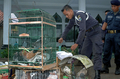 写真はジャカルタで同日、処分のため住宅から家禽類を集める担当者。(c)AFP/Ignatius LILIEK/SUARA PEMBARUAN DAILY