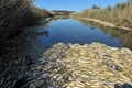 ギリシャ北東部ロドピ（Rhodope）県コモティニ（Komotini）近くのイスマリーダ（Ismarida）湖に浮かぶ大量の魚の死骸（2013年9月5日撮影）。(c)AFP/SAKIS MITROLIDIS
