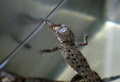 中米コスタリカの研究所で生まれたワニの赤ちゃん（2008年6月20日撮影、資料写真）。(c)AFP/Yuri Cortez