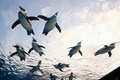 東京・池袋のサンシャイン水族館で、「天空のペンギン」と名付けられた水槽で泳ぐケープペンギン（2020年12月11日撮影）。(c)Kazuhiro NOGI / AFP