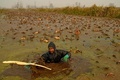 インド・スリナガルのアンチャー湖で、氷点下の寒さのなか冷たい水に漬かってハスの茎を収穫するカシミールの農家の人（2022年11月30日撮影）。(c)TAUSEEF MUSTAFA / AFP