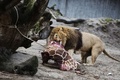 デンマークのコペンハーゲン動物園（Copenhagen Zoo）で、近親交配を防ぐために殺処分されたキリンのマリウスの肉を食べるライオン（2014年2月9日撮影）。(c)AFP/SCANPIX DENMARK/KASPER PALSNOV
