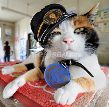たま駅長　招き猫　置物　和歌山電鉄 和歌山電鉄の名物ネコ駅長「たま」、フランス映画に出演 写真2枚 国際