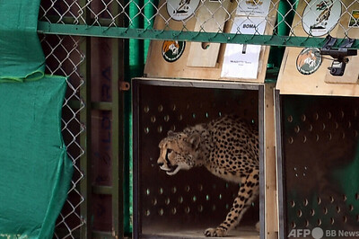 img_a089f661602ce940fc216f9162