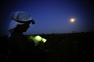 タバコの葉、月夜の収穫 ブルガリア