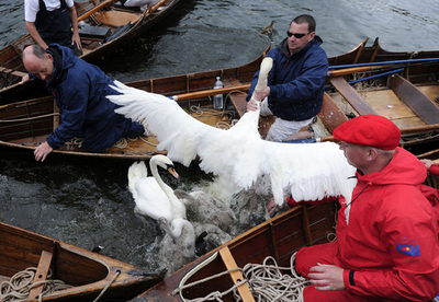生息数を調査する英国の「白鳥調べ」