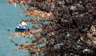ローマでも日本から寄贈の桜、満開
