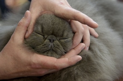 世界的なキャットショー、コロンビアで開催