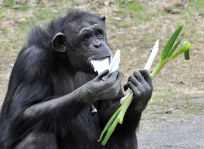 伝統的風邪予防、チンパンジーにもネギ