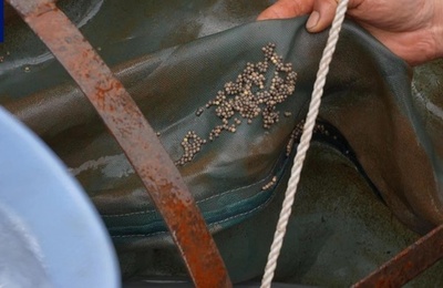 チョウコウチョウザメ、23年ぶりに天然水域で自然産卵 中国